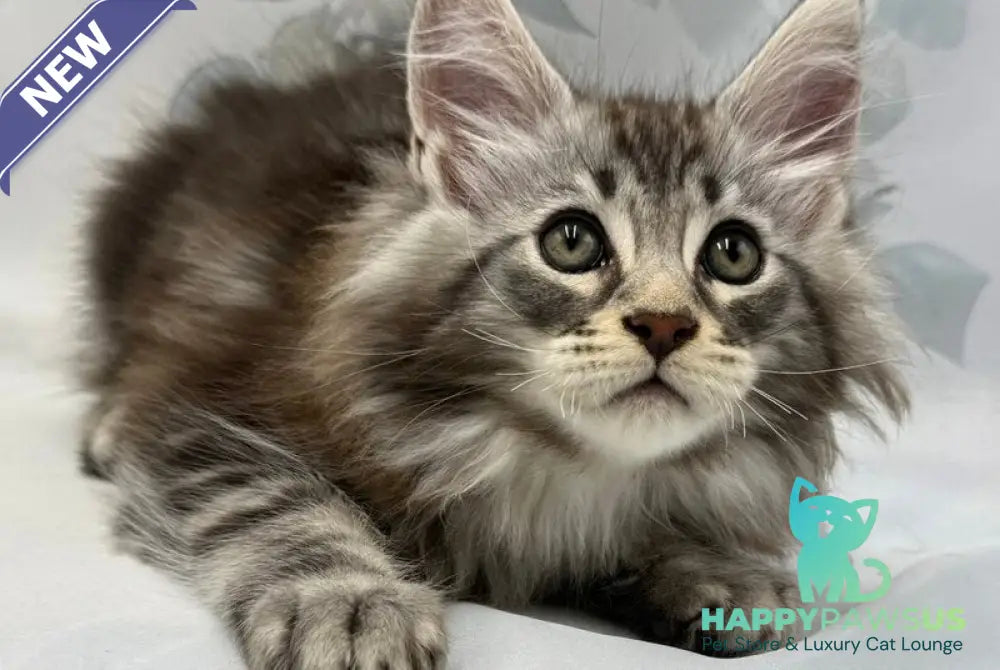 Persi Maine Coon male black silver tabby - live animals