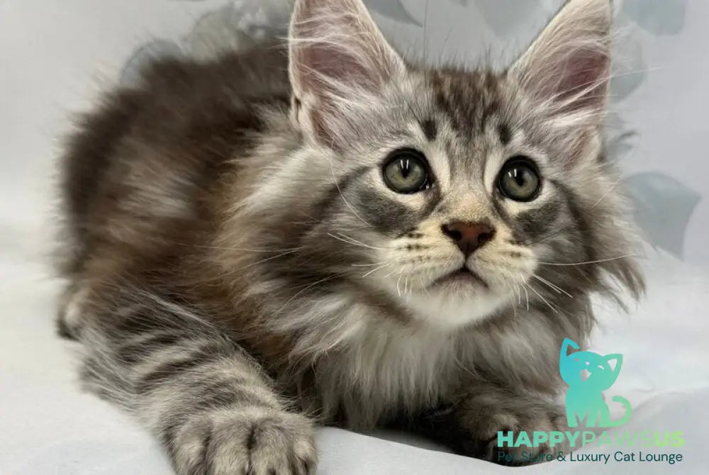 Persi Maine Coon male black silver tabby - live animals