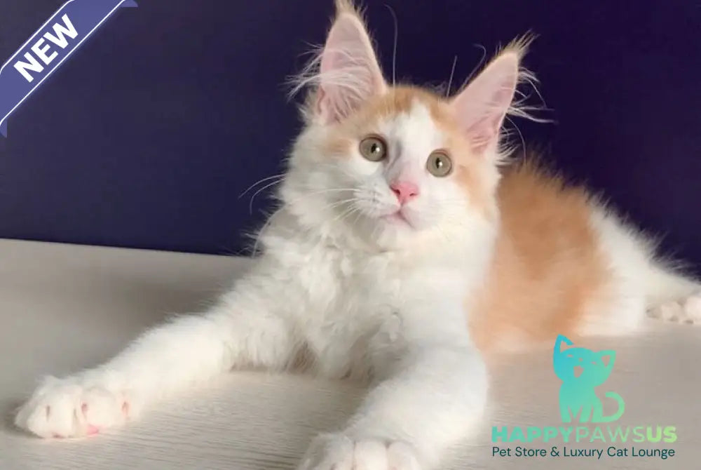 Persia Maine Coon female red silver bicolour - live animals
