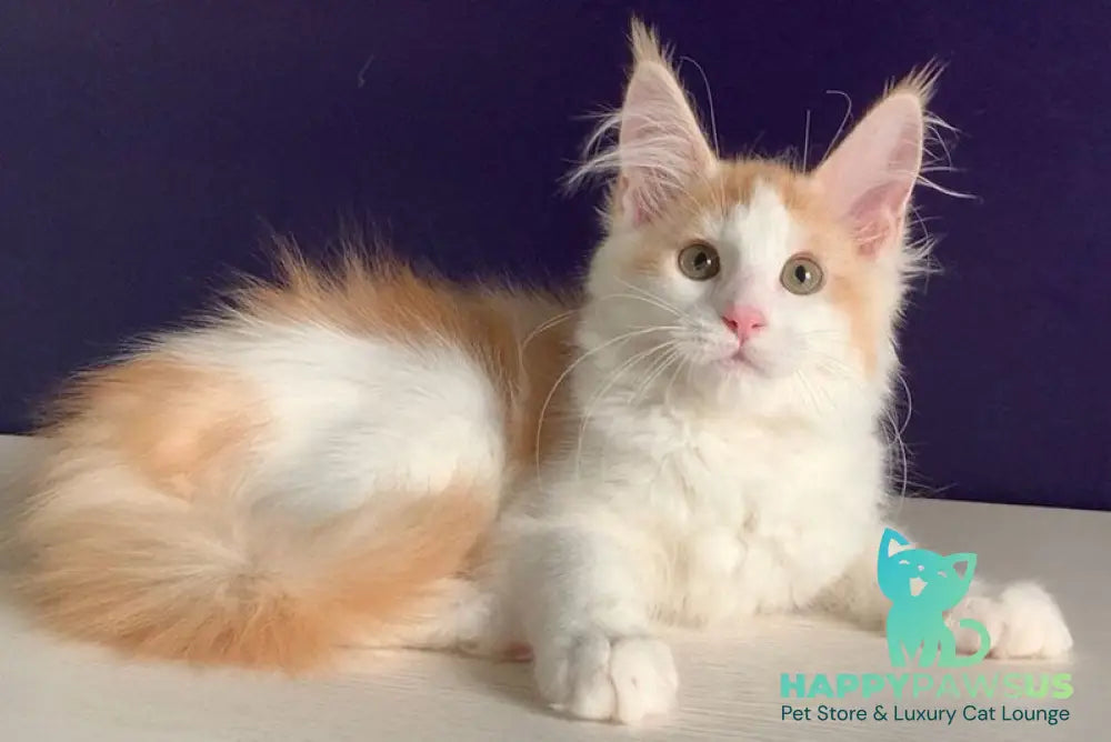 Persia Maine Coon female red silver bicolour - live animals