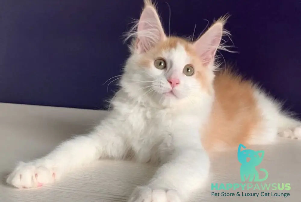 Persia Maine Coon female red silver bicolour - live animals