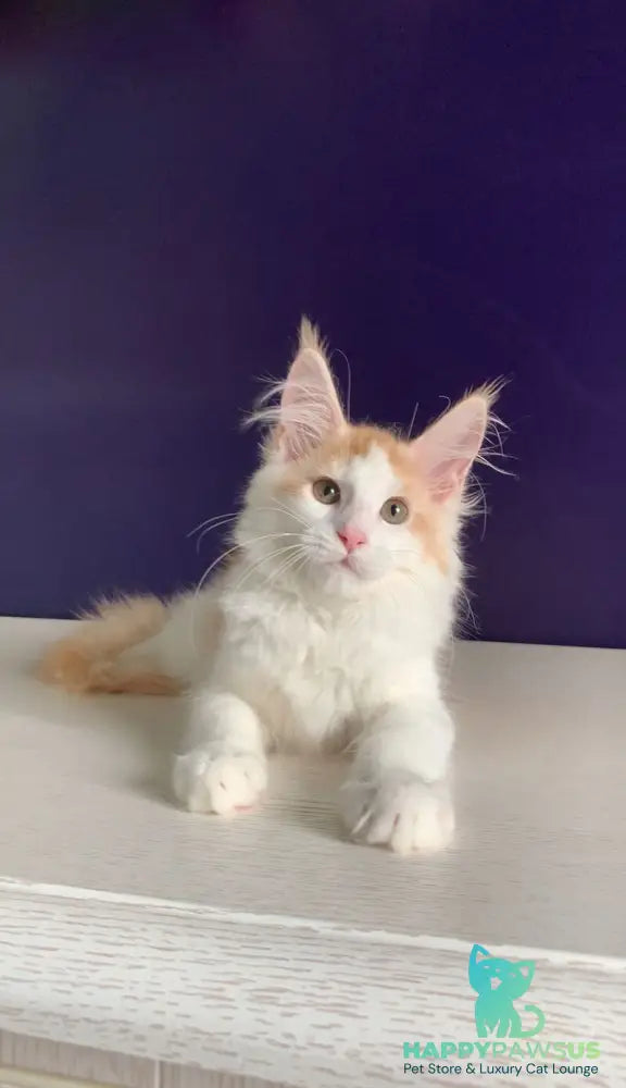 Persia Maine Coon female red silver bicolour - live animals