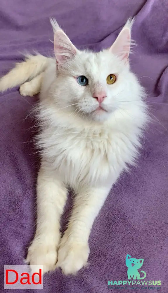 Persia Maine Coon female red silver bicolour - live animals