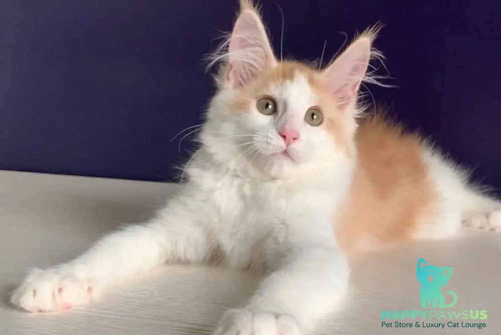 Persia Maine Coon female red silver bicolour - live animals