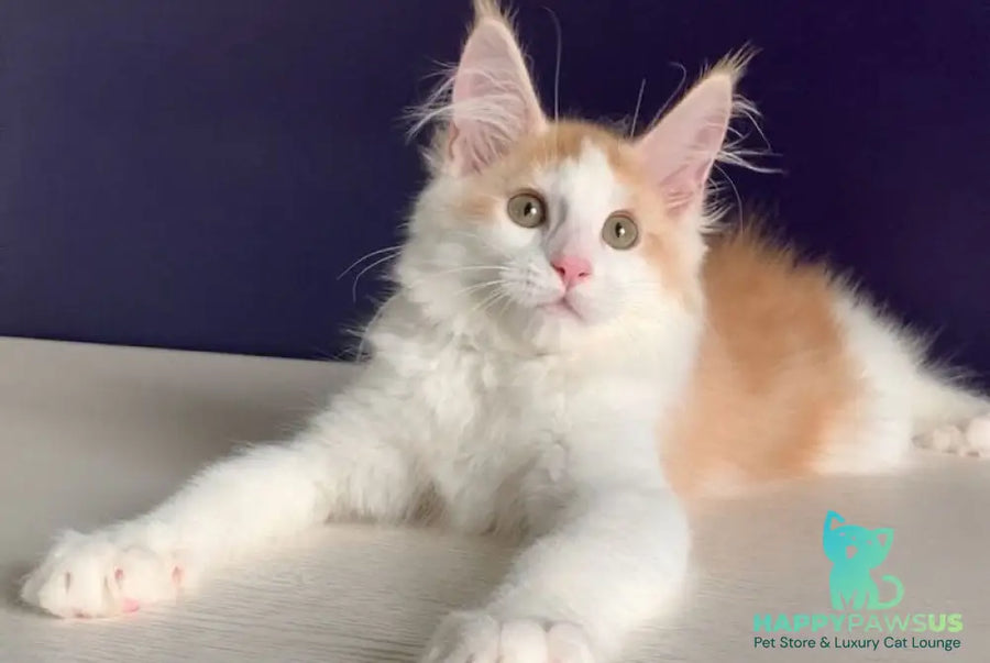 Persia Maine Coon female red silver bicolour - live animals