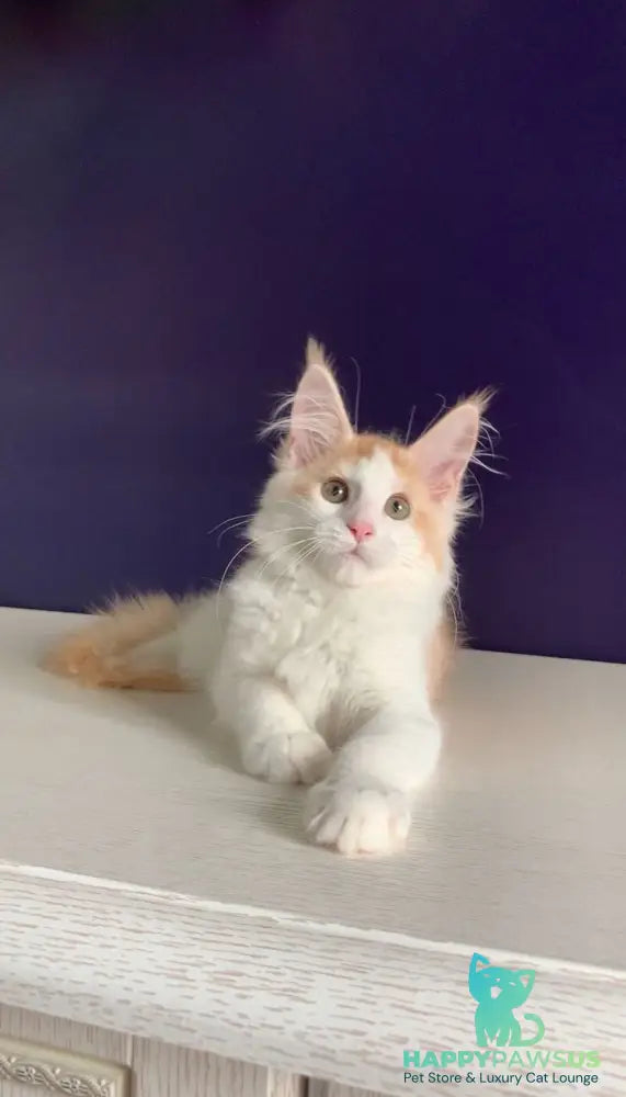 Persia Maine Coon female red silver bicolour - live animals