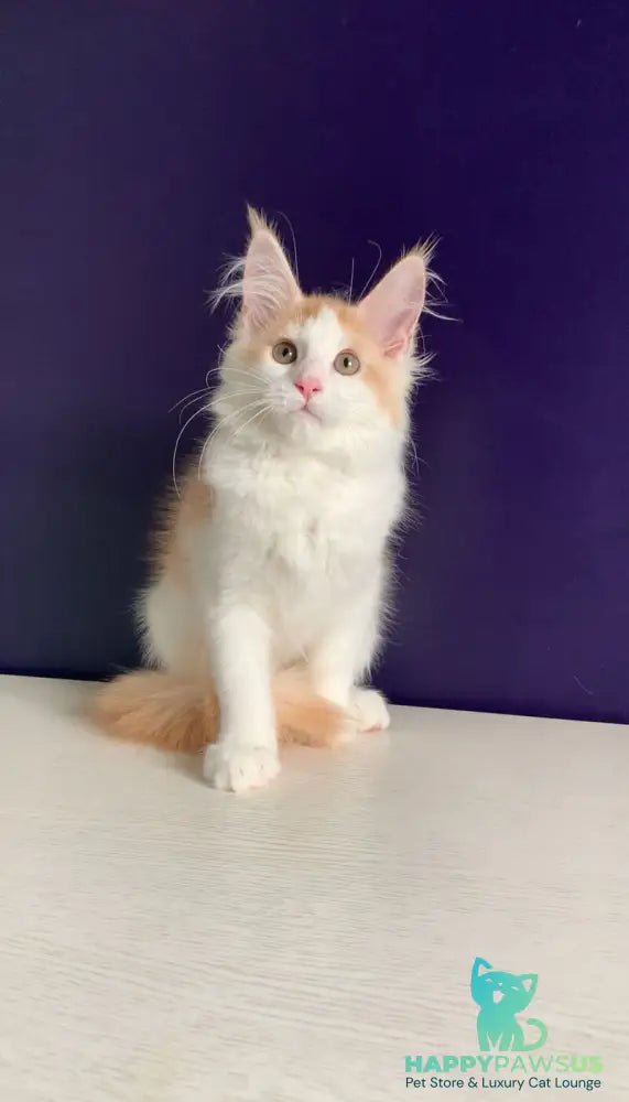 Persia Maine Coon female red silver bicolour - live animals