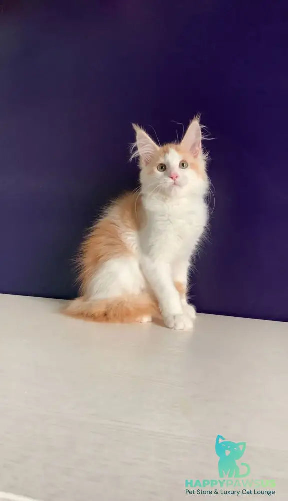 Persia Maine Coon female red silver bicolour - live animals