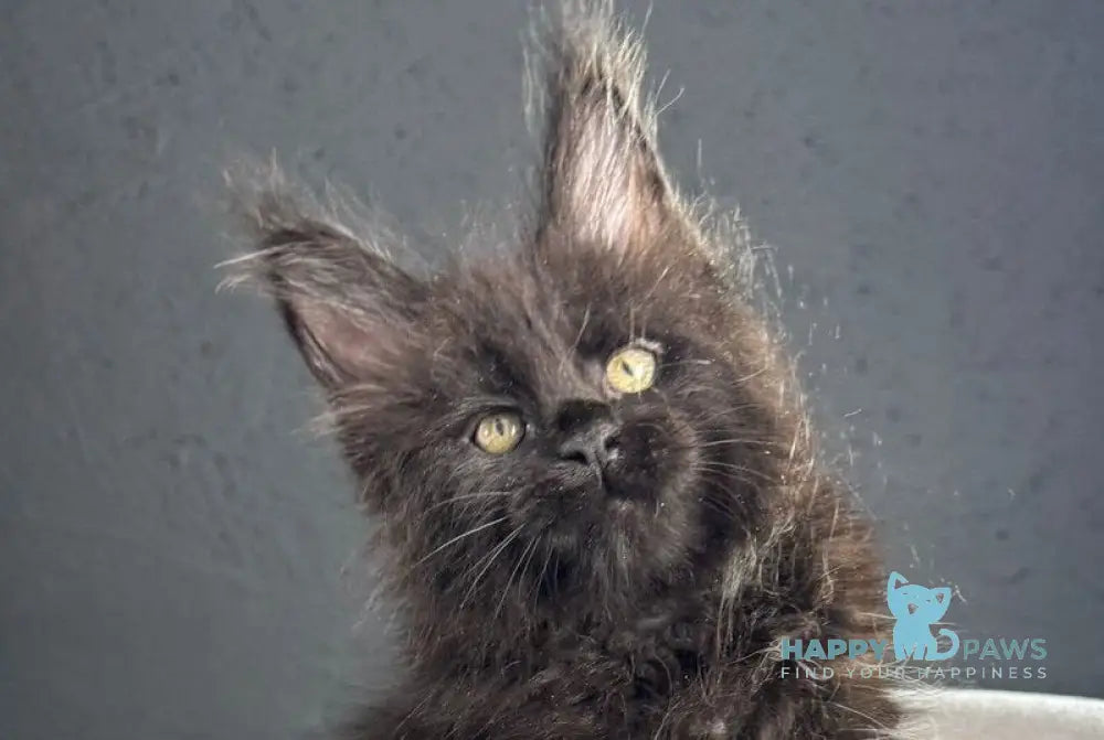 Pesnia Maine Coon female black live animals