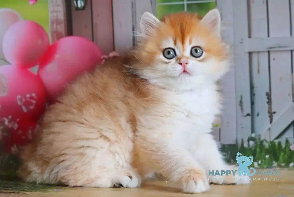 Peter British Shorthair male black golden shaded live animals