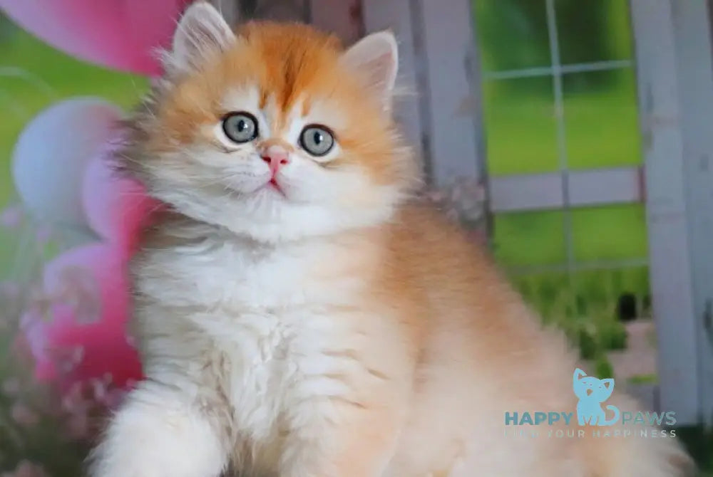 Peter British Shorthair male black golden shaded live animals