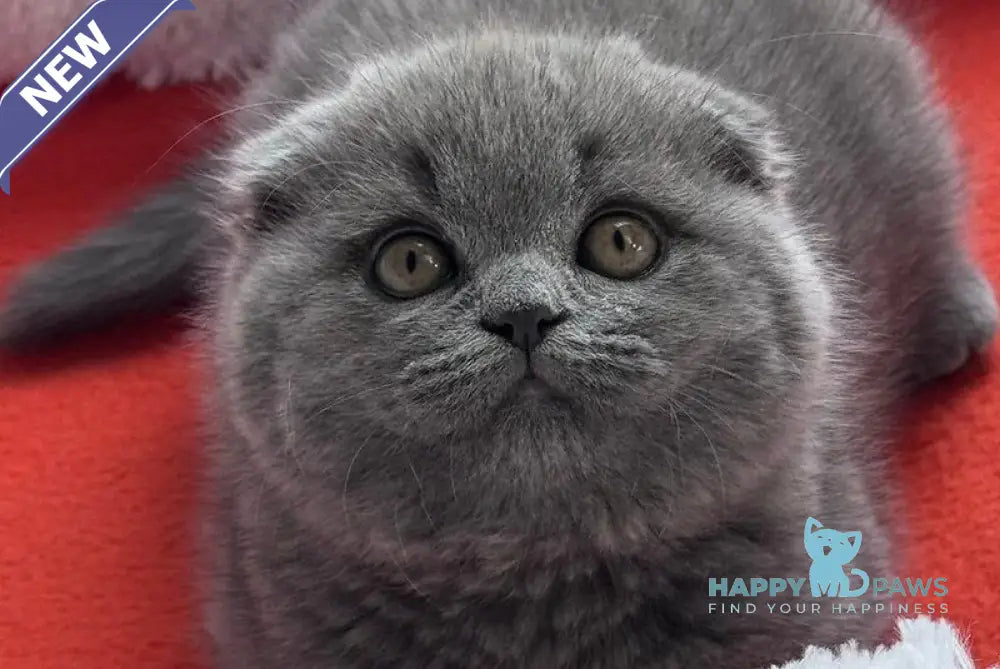 Peter Scottish Fold male blue live animals