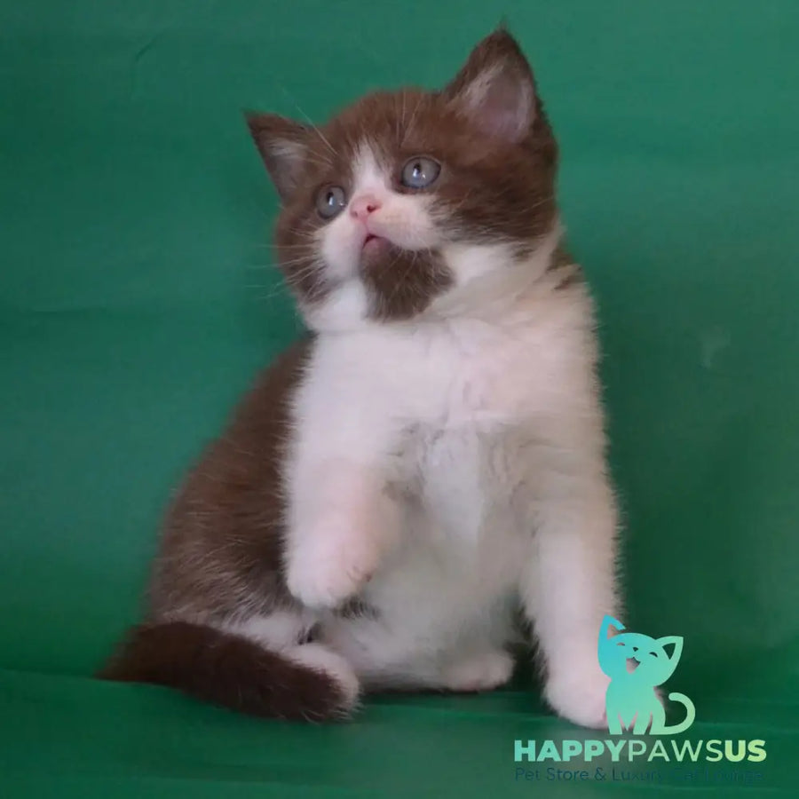 Peter Scottish Straight male chocolate silver bicolour - live animals