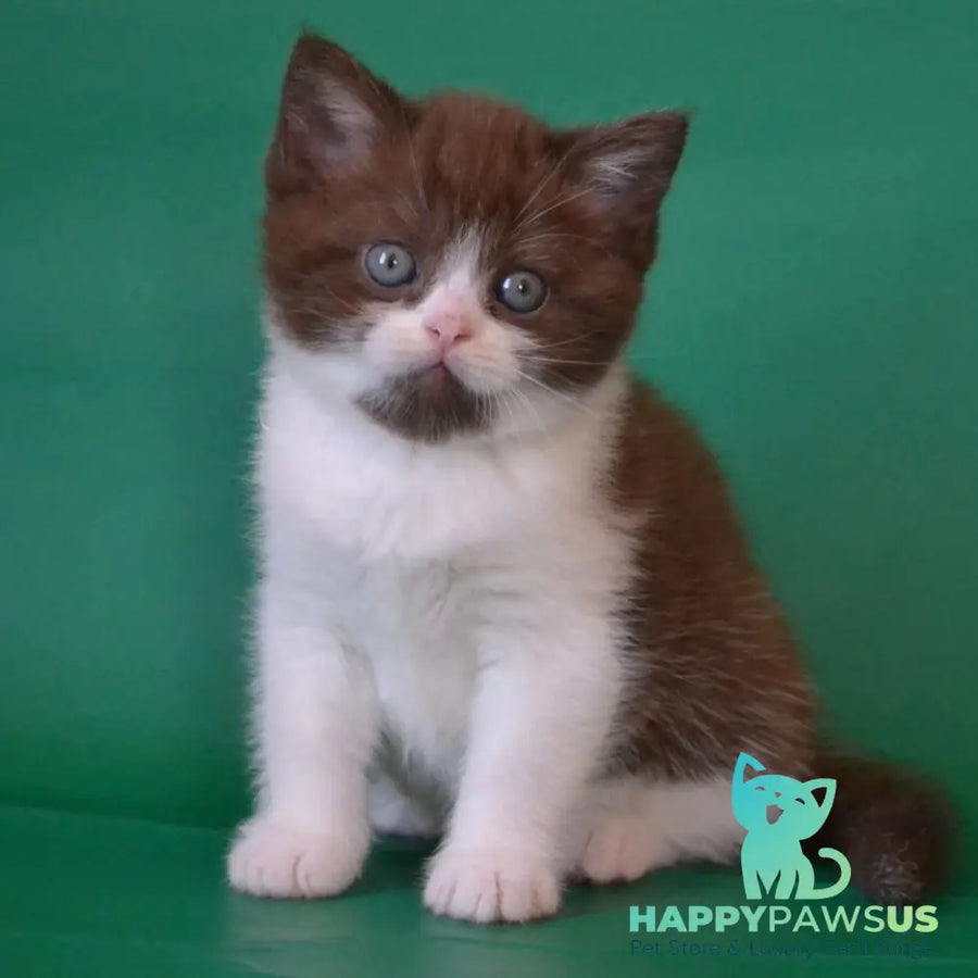 Peter Scottish Straight male chocolate silver bicolour - live animals