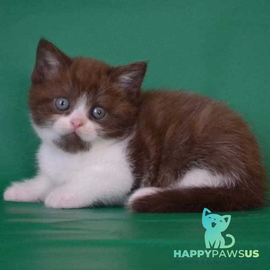 Peter Scottish Straight male chocolate silver bicolour - live animals