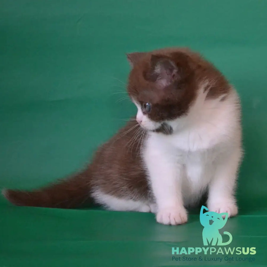 Peter Scottish Straight male chocolate silver bicolour - live animals