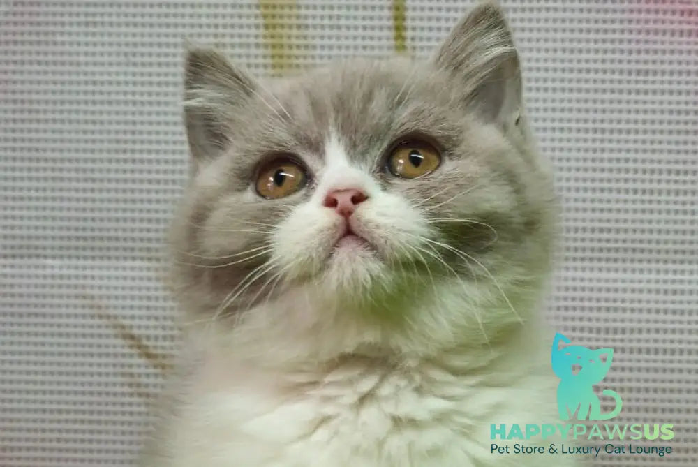 Petra British Shorthair female lilac bicolour live animals