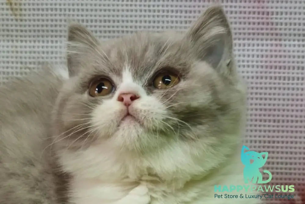 Petra British Shorthair female lilac bicolour live animals