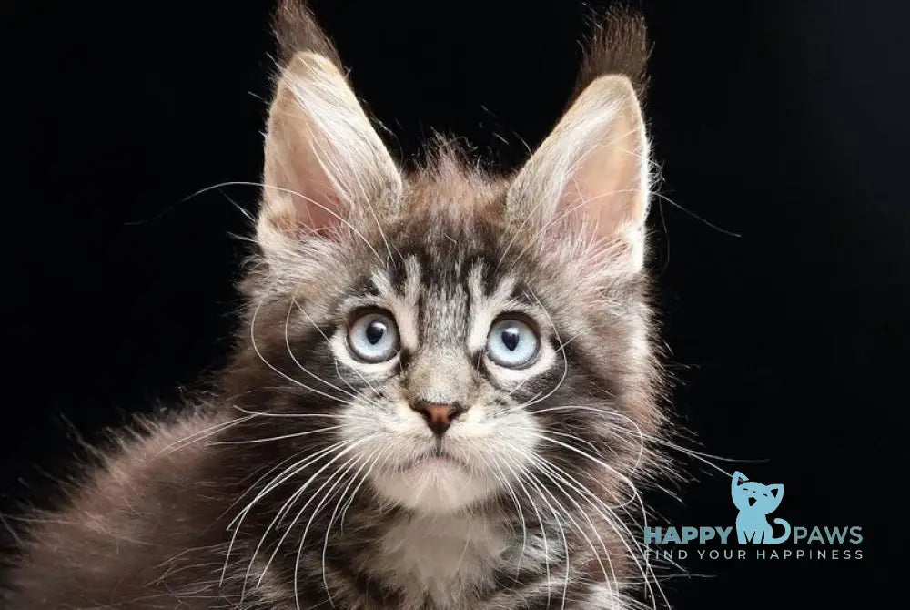 Petra Maine Coon female black tabby with white live animals