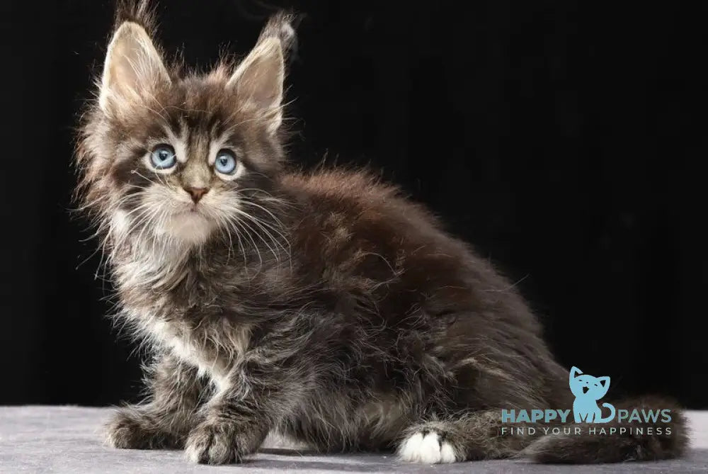 Petra Maine Coon female black tabby with white live animals