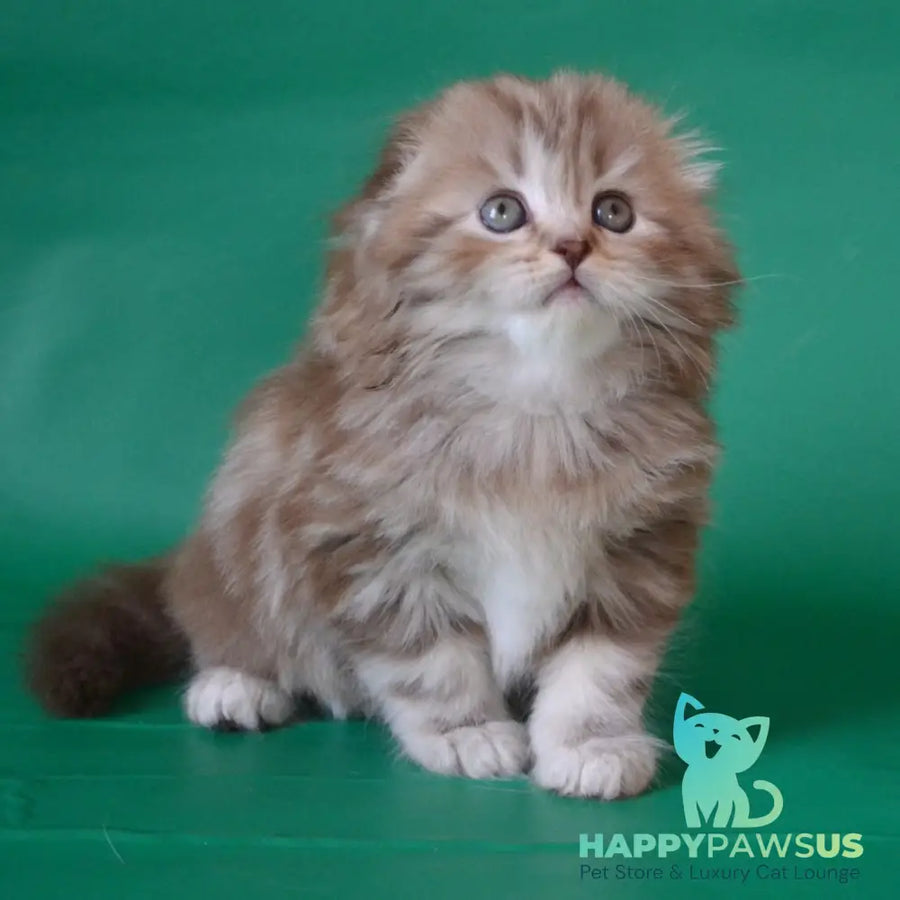 Petra Scottish Fold female chocolate silver tabby - live animals