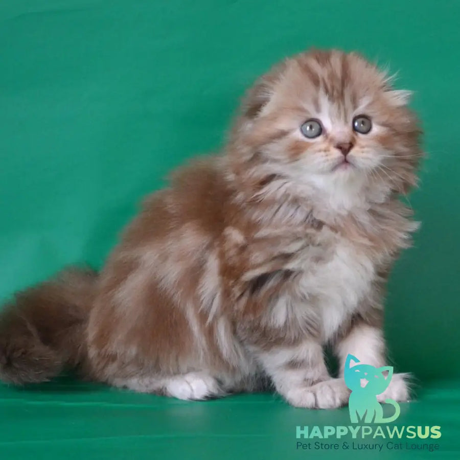 Petra Scottish Fold female chocolate silver tabby - live animals