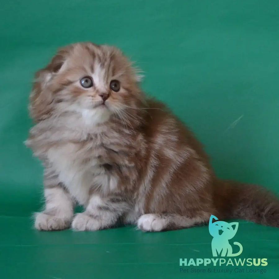 Petra Scottish Fold female chocolate silver tabby - live animals