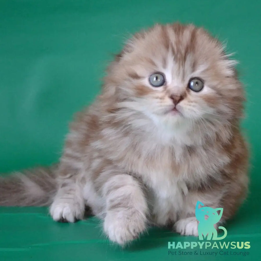 Petra Scottish Fold female chocolate silver tabby - live animals