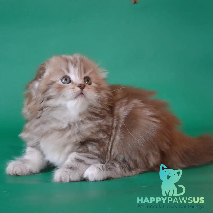 Petra Scottish Fold female chocolate silver tabby - live animals