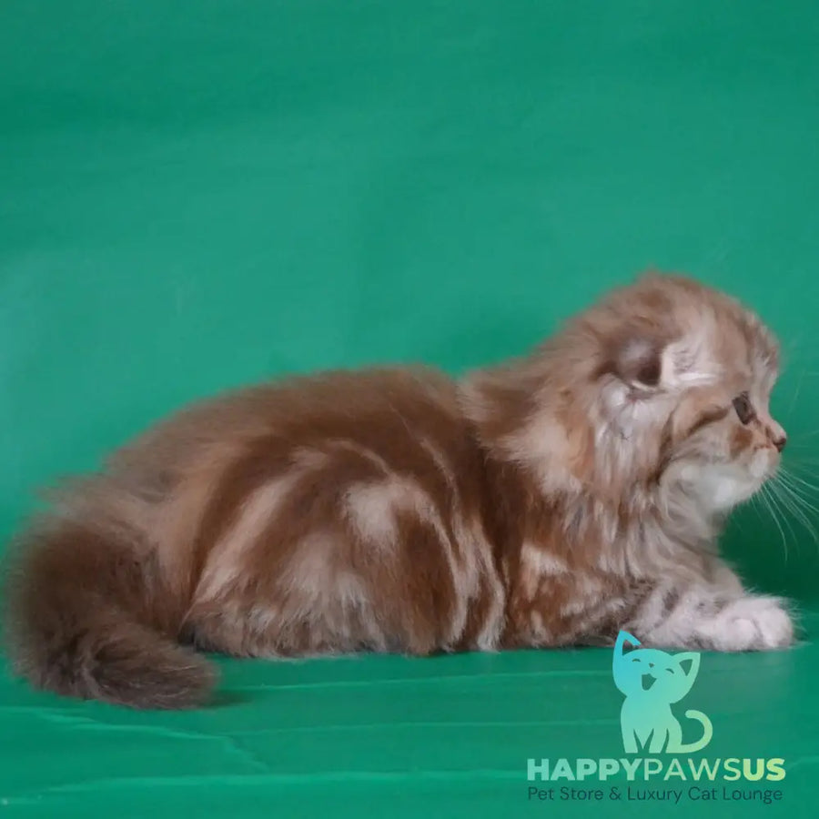 Petra Scottish Fold female chocolate silver tabby - live animals