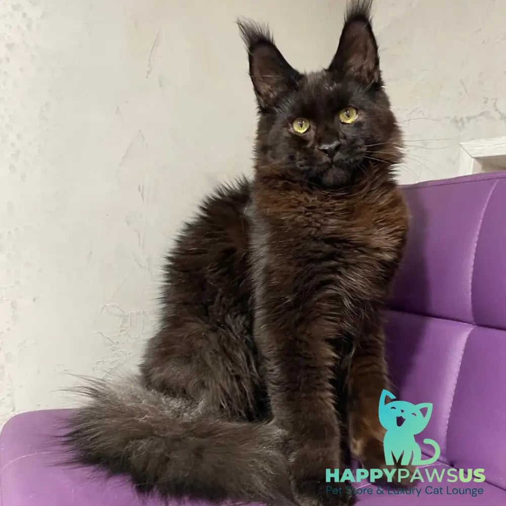 Petrovich Maine Coon male black - live animals
