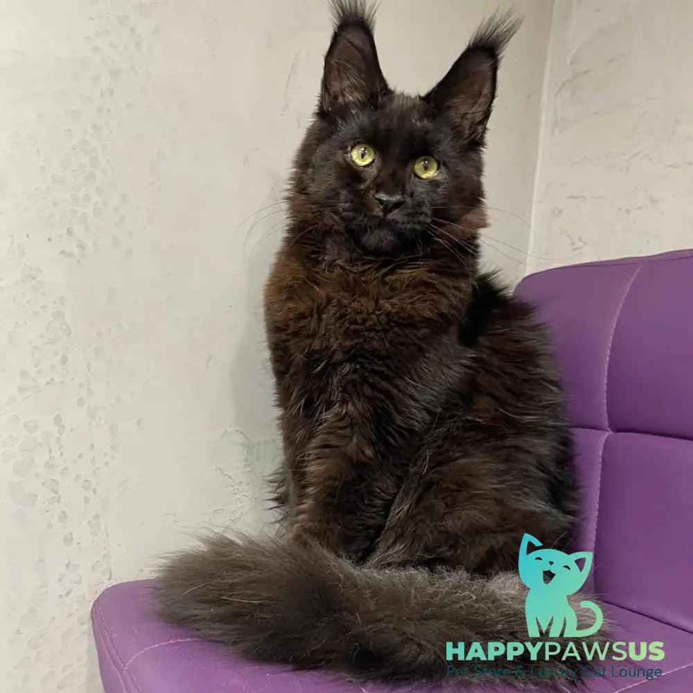 Petrovich Maine Coon male black - live animals