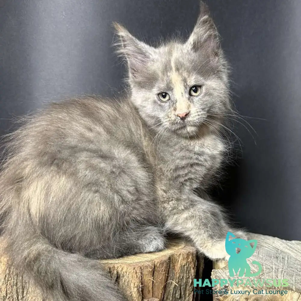 Petunia Maine Coon female blue tortie with white - live animals