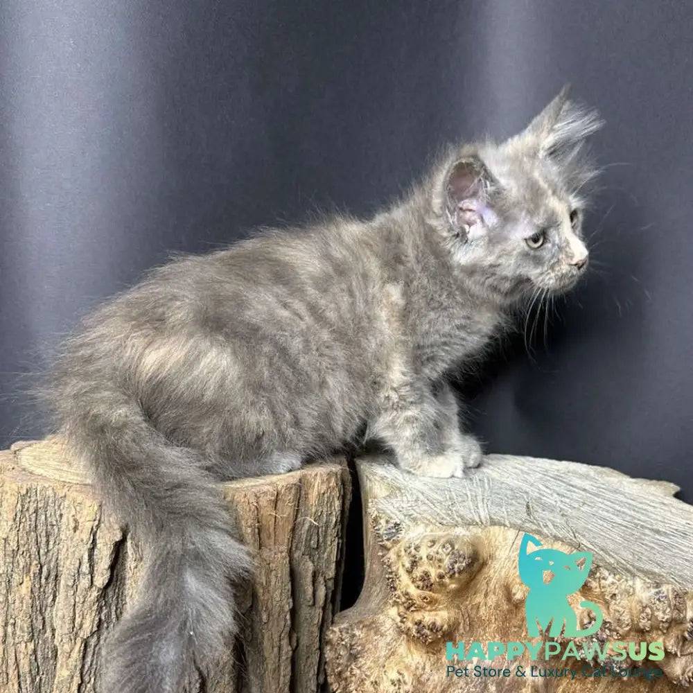 Petunia Maine Coon female blue tortie with white - live animals