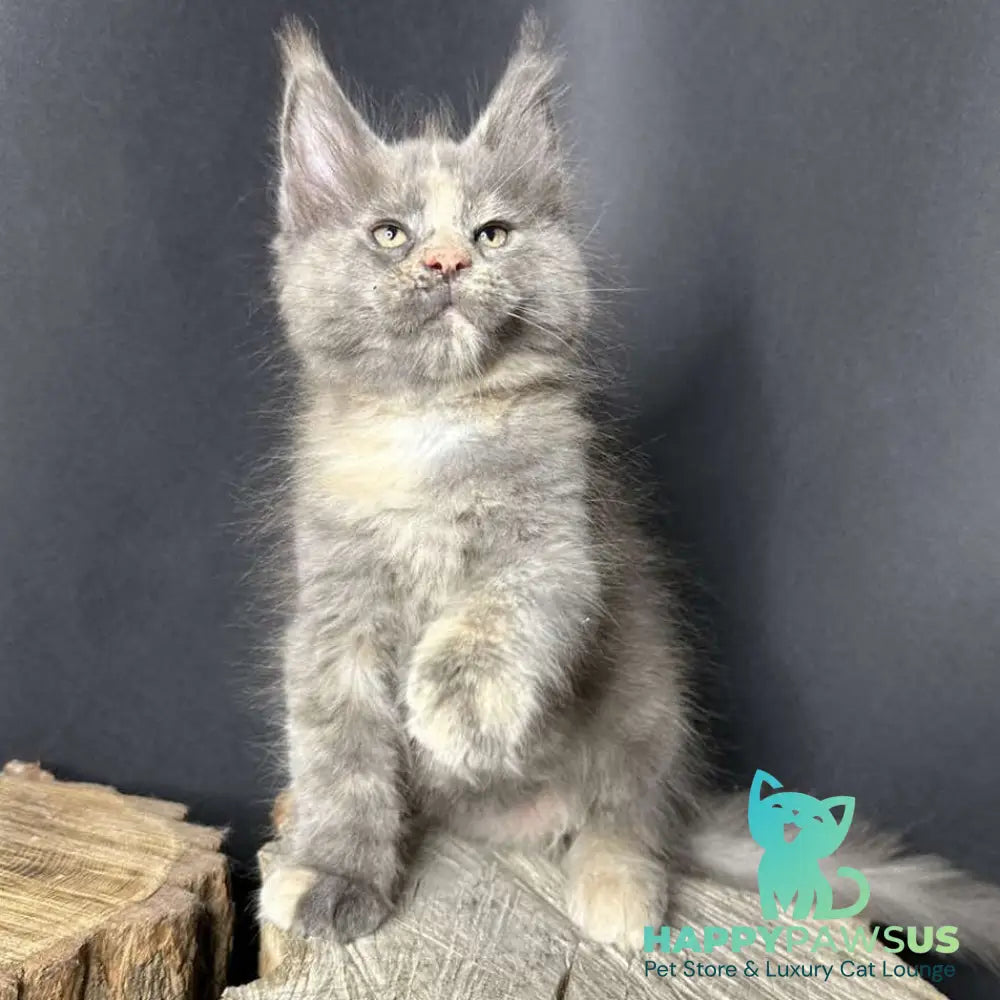Petunia Maine Coon female blue tortie with white - live animals