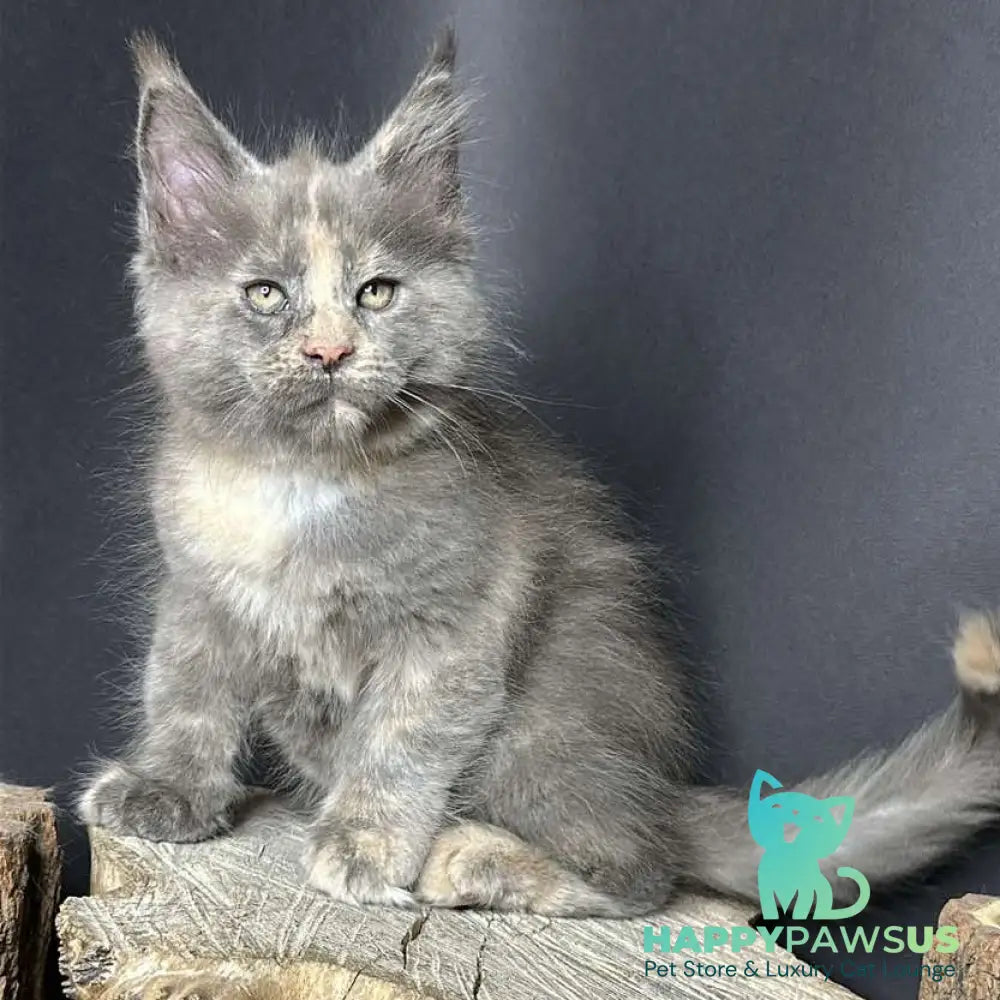 Petunia Maine Coon female blue tortie with white - live animals