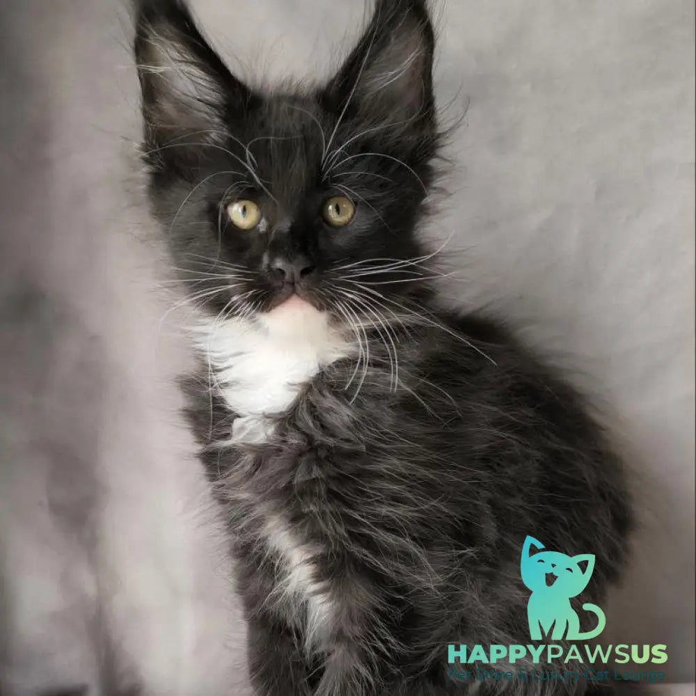 Phantom Maine Coon male black bicolour - live animals