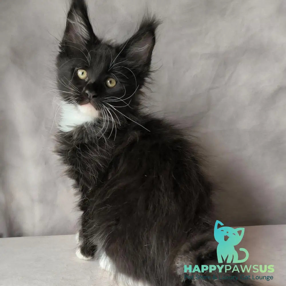 Phantom Maine Coon male black bicolour - live animals