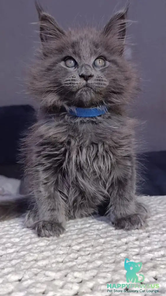 Phantom Maine Coon male blue - live animals
