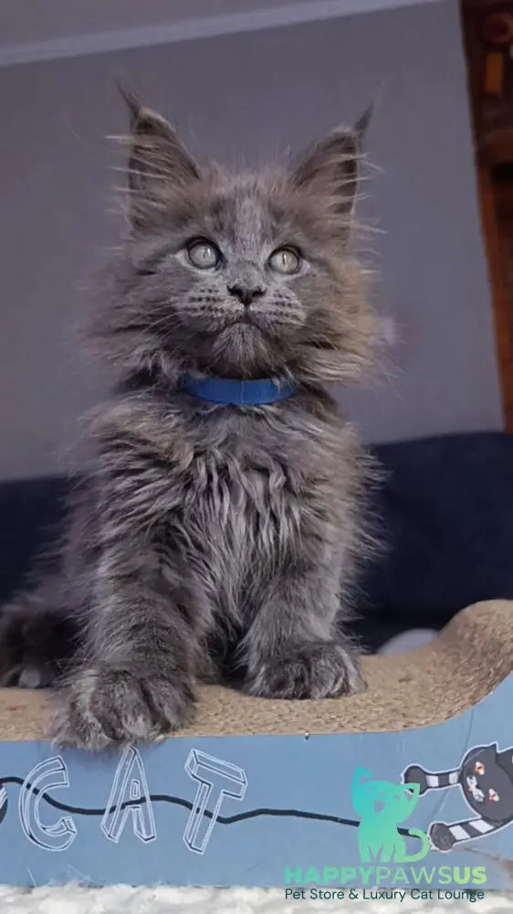 Phantom Maine Coon male blue - live animals