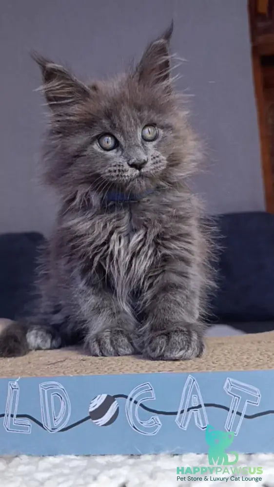 Phantom Maine Coon male blue - live animals