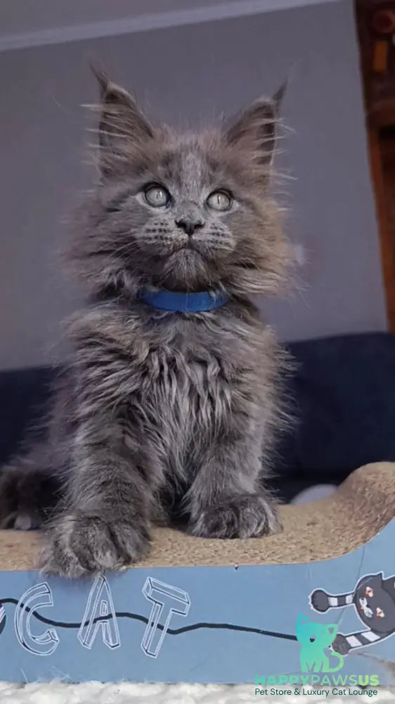 Phantom Maine Coon male blue - live animals