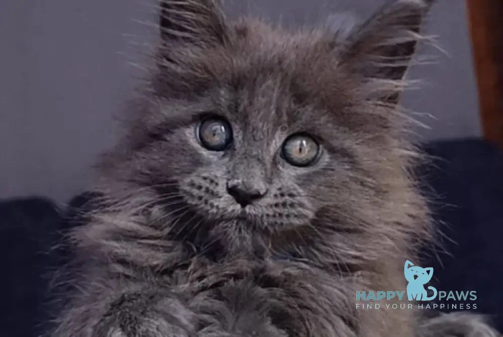 Phantom Maine Coon male blue - live animals