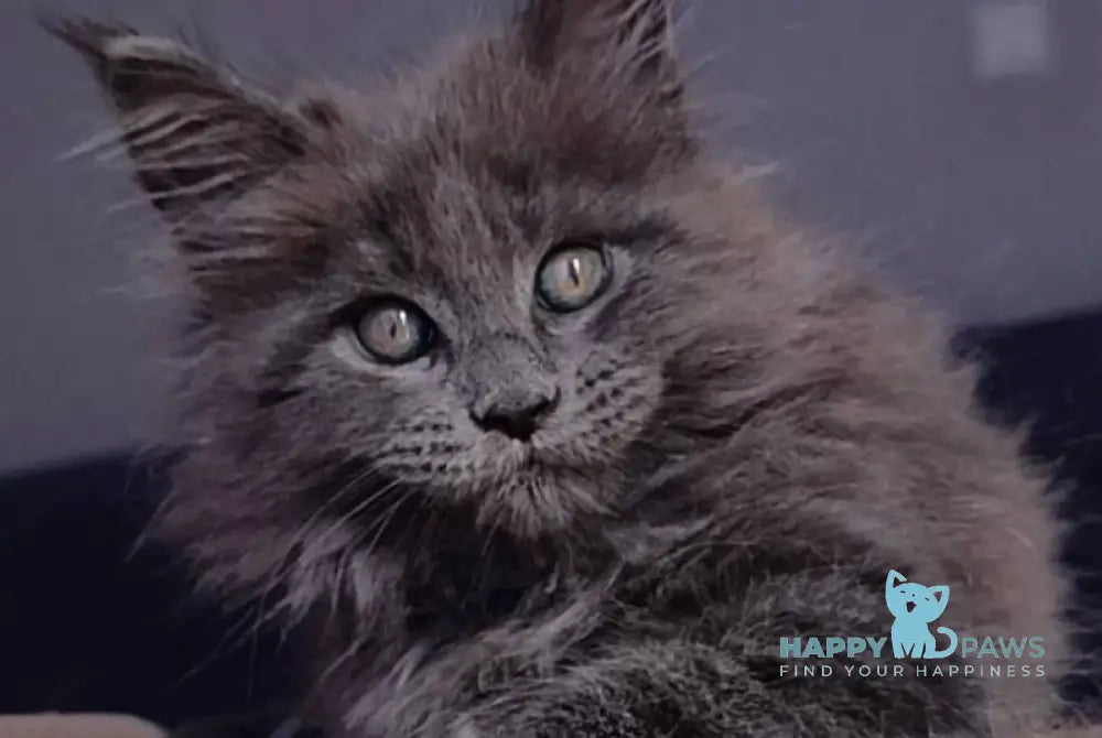 Phantom Maine Coon male blue - live animals