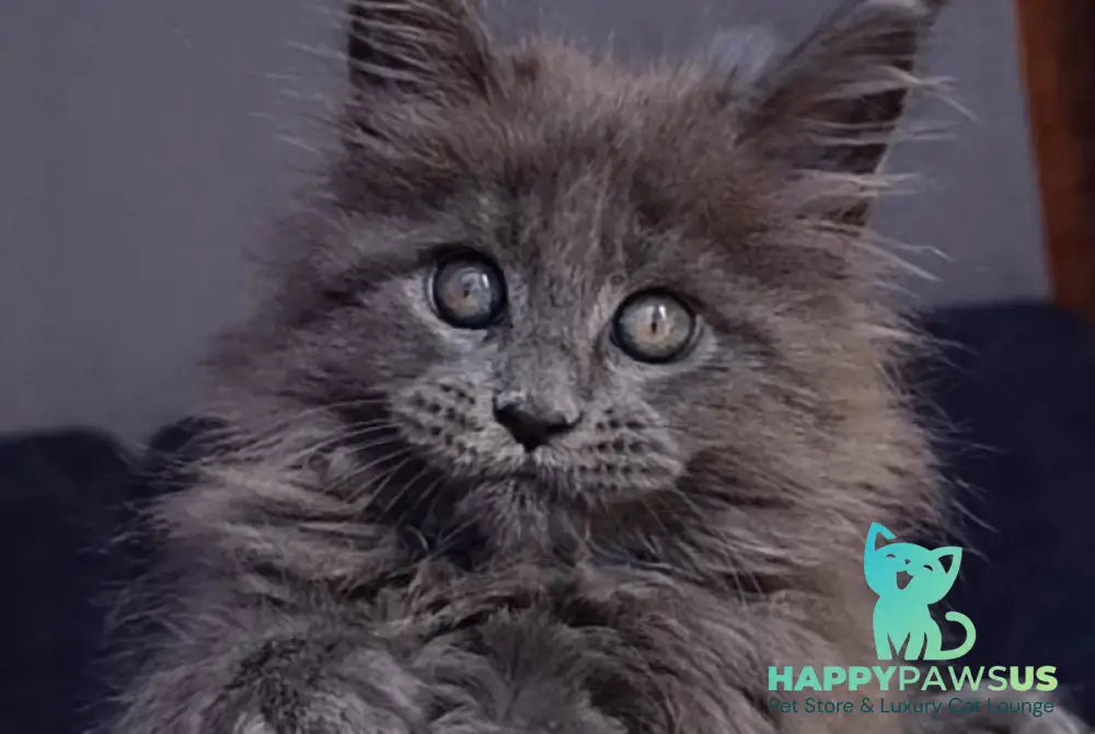 Phantom Maine Coon male blue - live animals