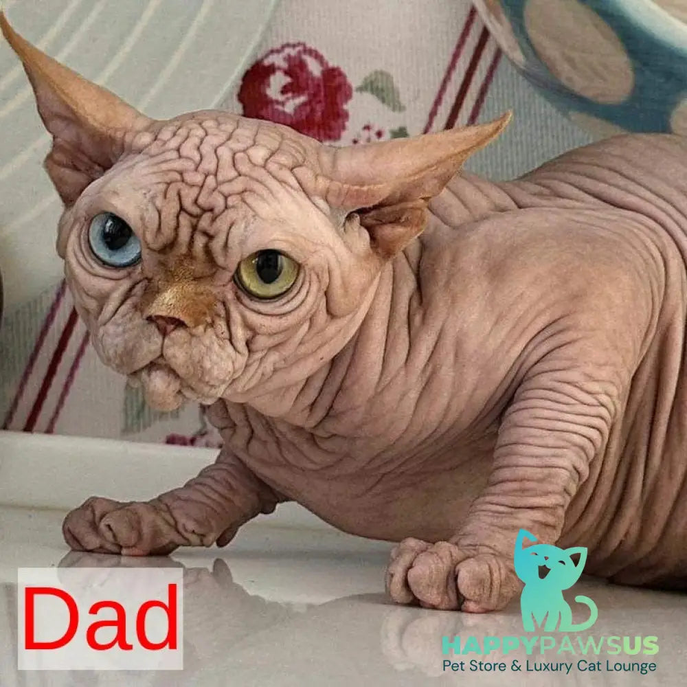Pharaoh Canadian Sphynx male red tabby - live animals