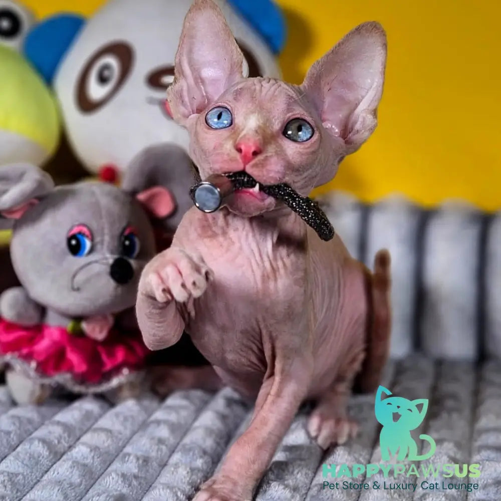 Pharaoh Canadian Sphynx male red tabby - live animals