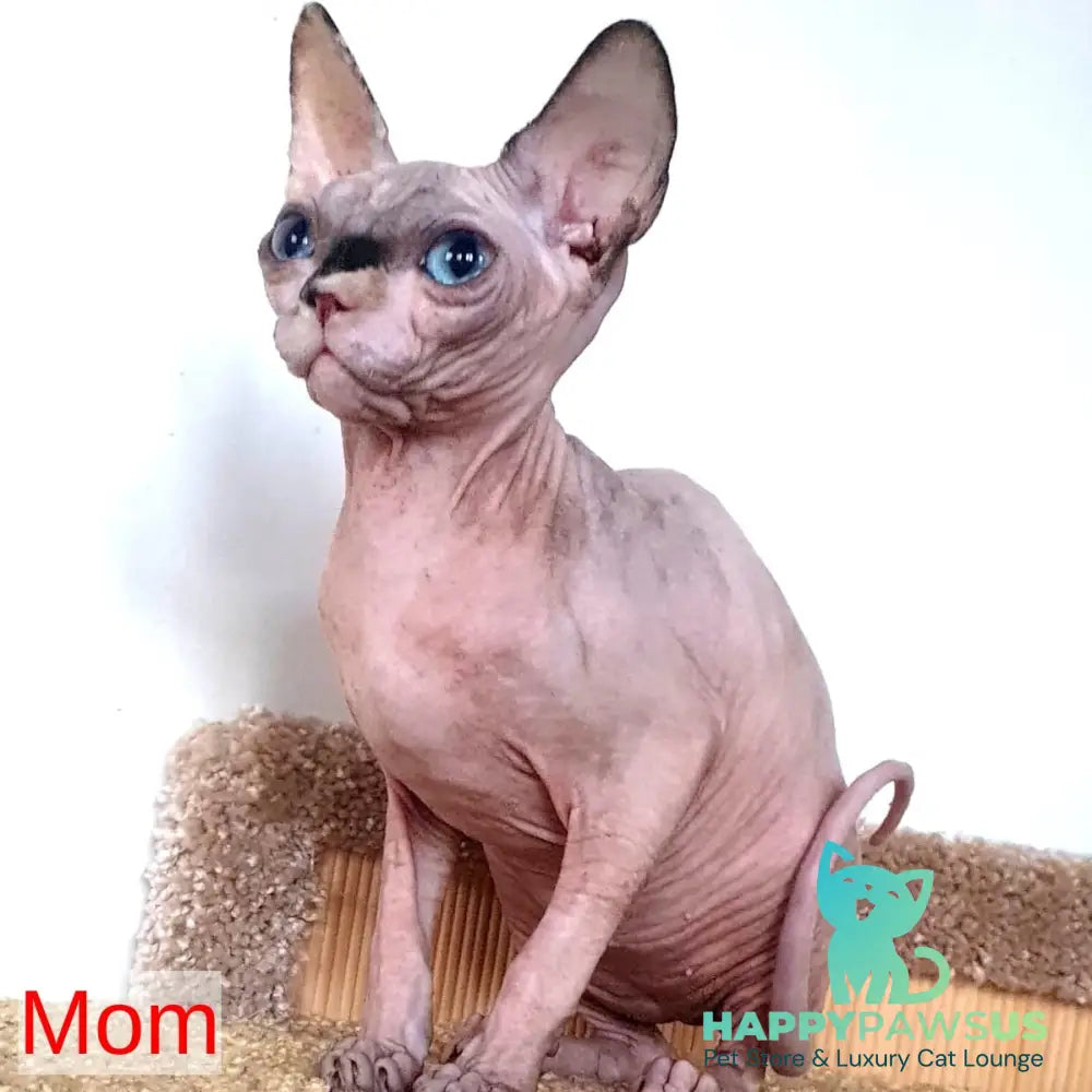 Pharaoh Canadian Sphynx male red tabby - live animals