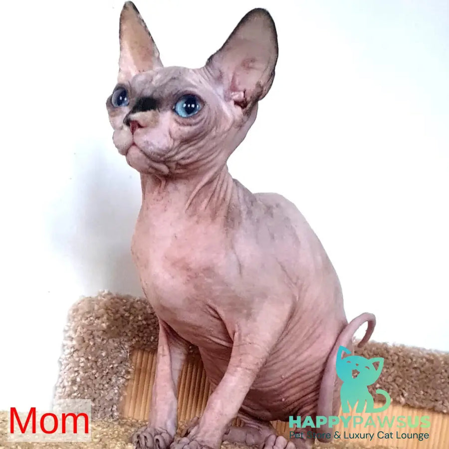 Pharaoh Canadian Sphynx male red tabby - live animals