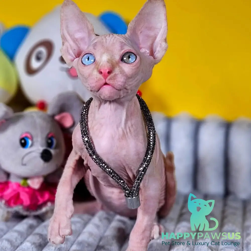 Pharaoh Canadian Sphynx male red tabby - live animals